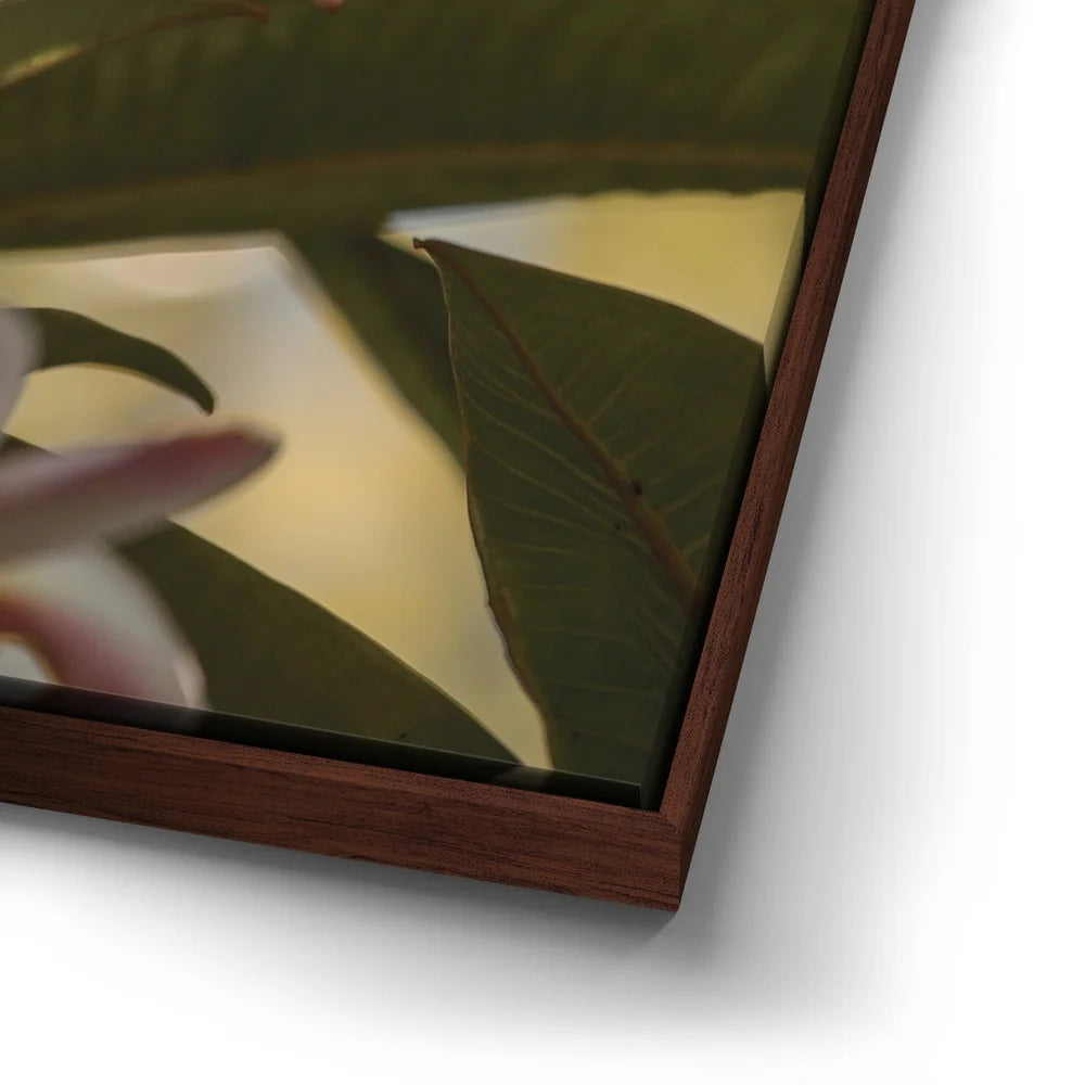 Featured image 14 for Delicate Plumeria, Maui