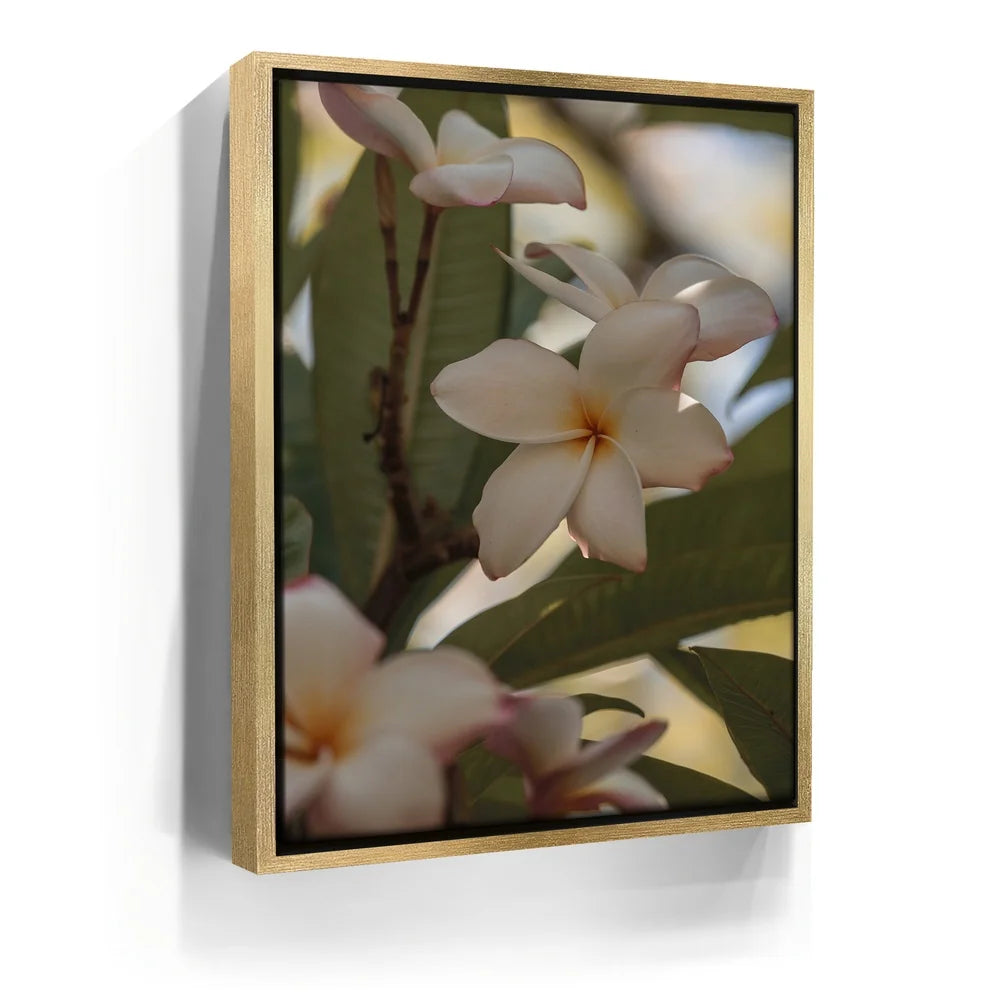 Featured image 7 for Delicate Plumeria, Maui