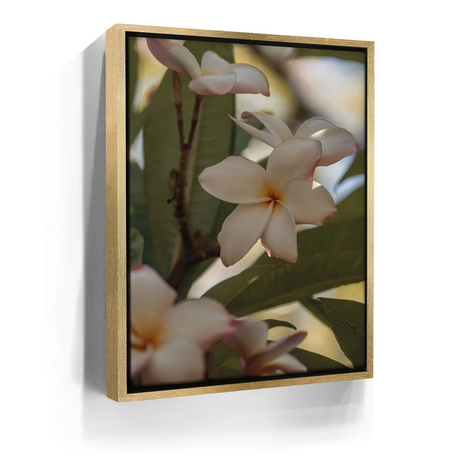 Featured image 7 for Delicate Plumeria, Maui