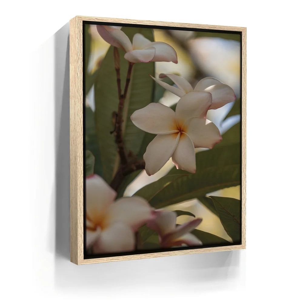 Featured image 9 for Delicate Plumeria, Maui