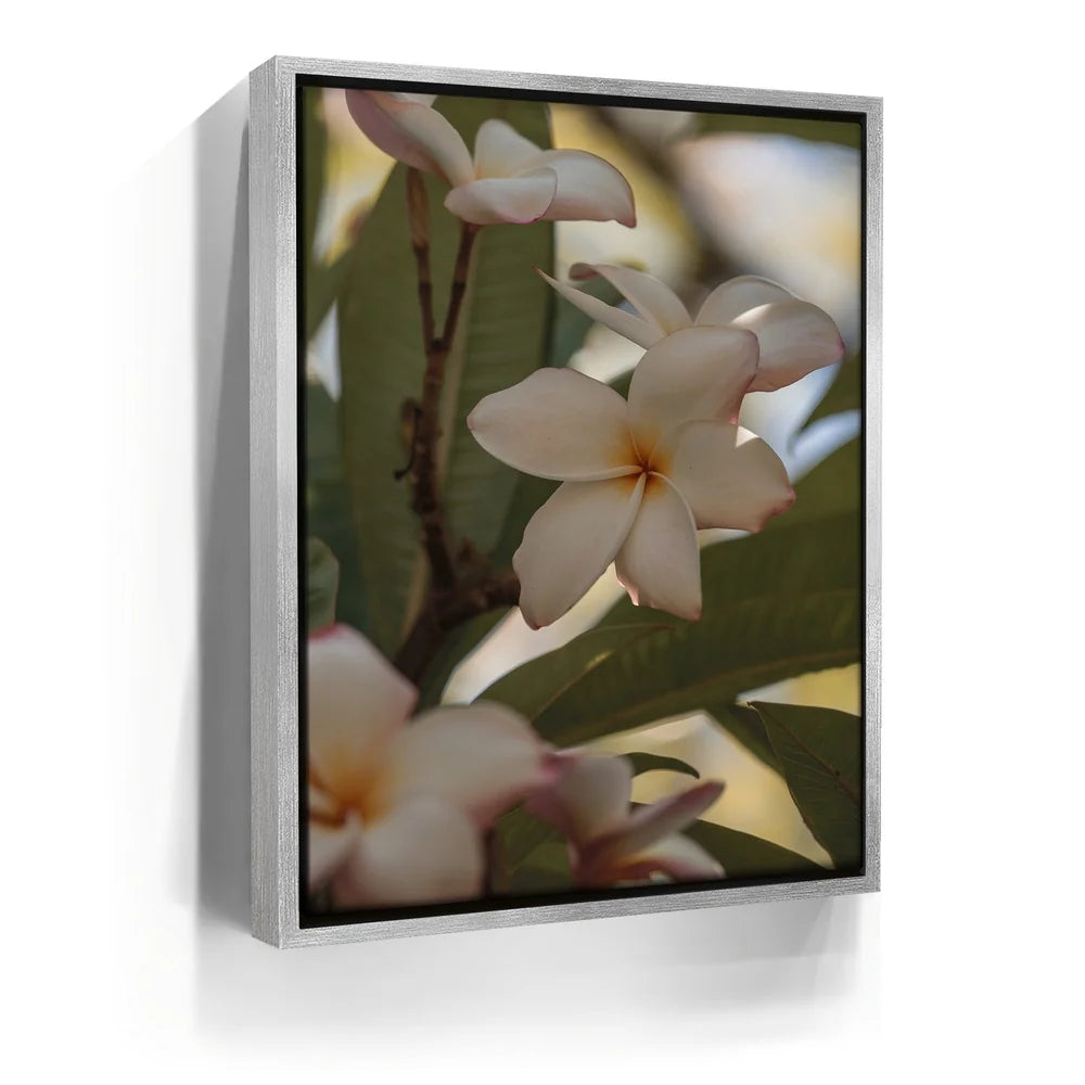 Featured image 8 for Delicate Plumeria, Maui