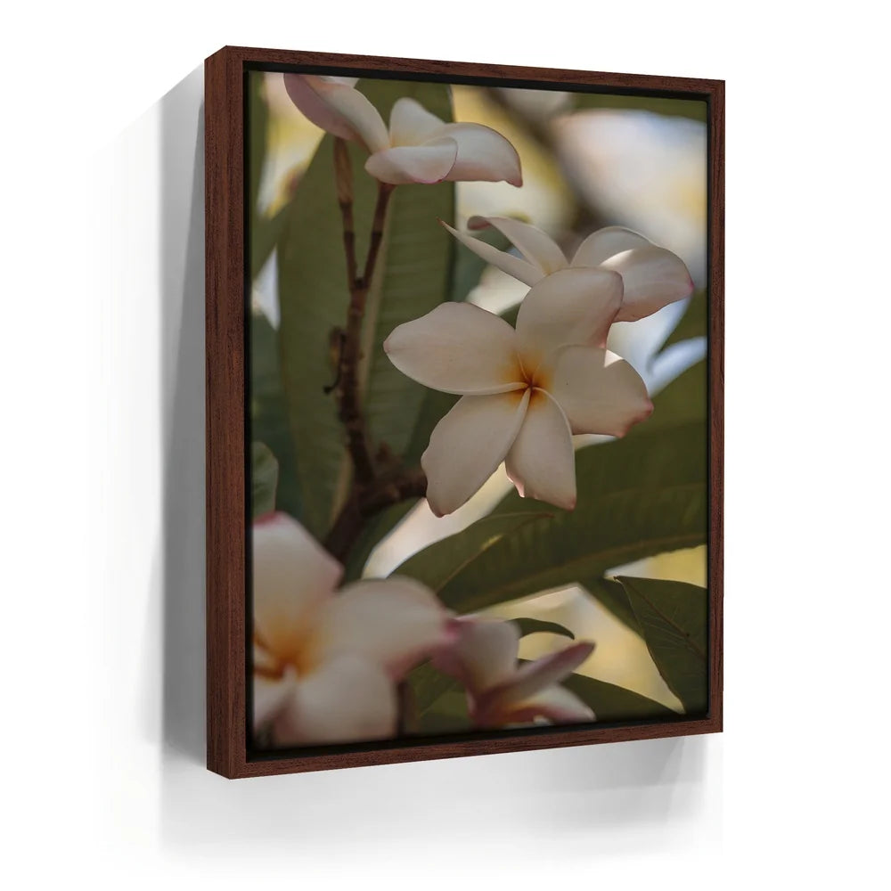 Featured image 10 for Delicate Plumeria, Maui