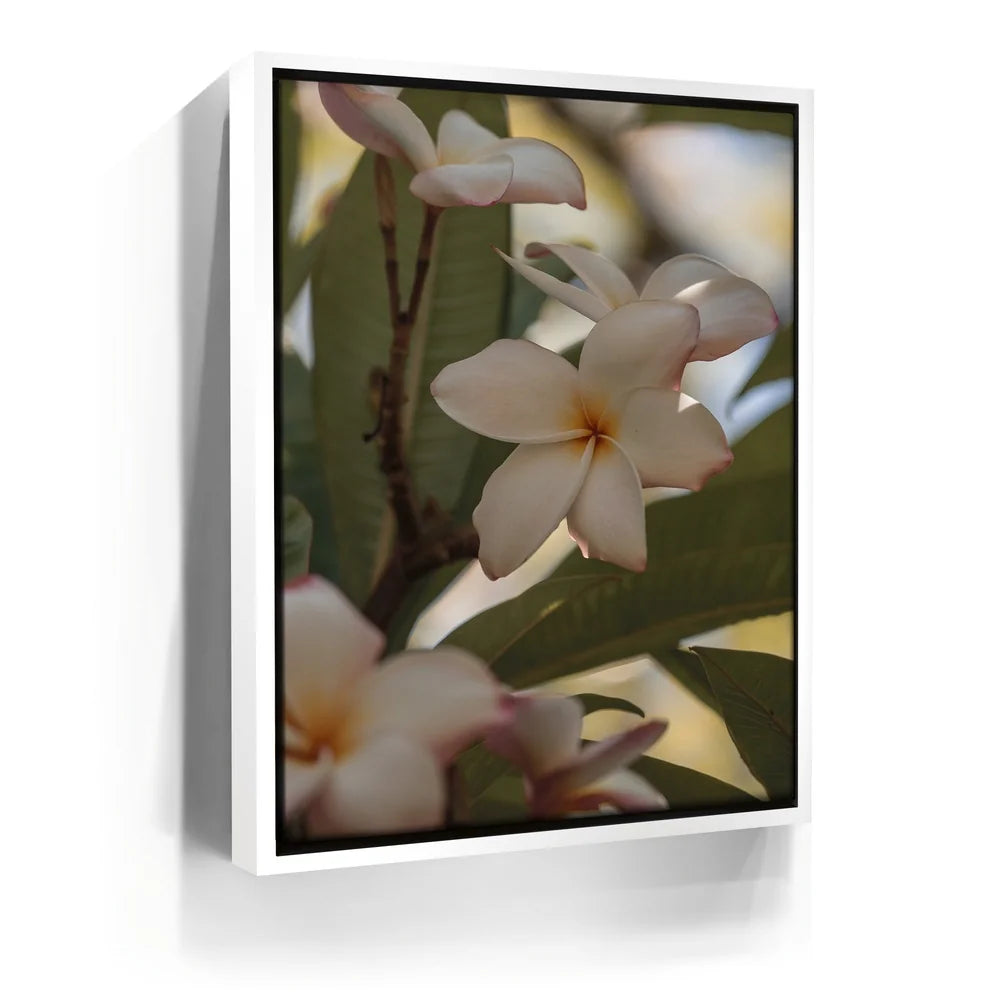 Featured image 6 for Delicate Plumeria, Maui