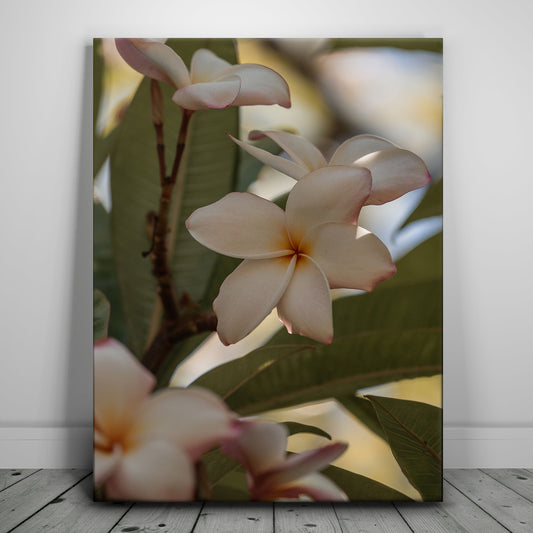 Delicate Plumeria, Maui