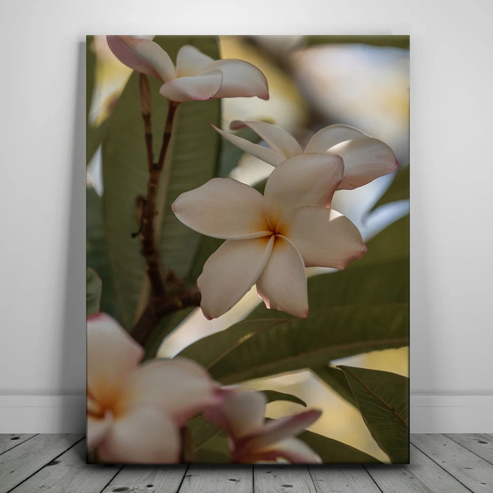 Featured image 1 for Delicate Plumeria, Maui