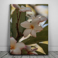 Featured image 1 for Delicate Plumeria, Maui