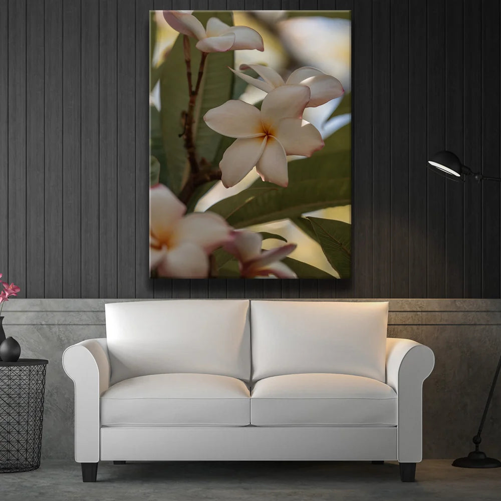 Featured image 2 for Delicate Plumeria, Maui