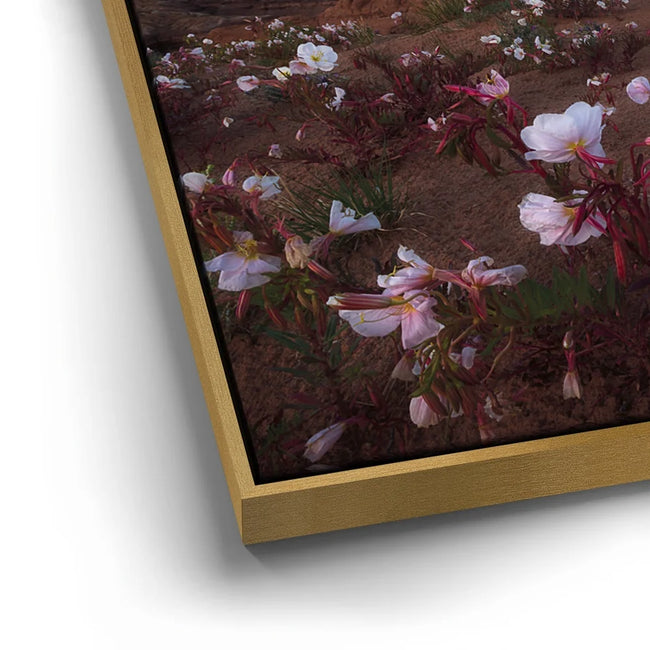 Featured image 12 for Desert Bloom - Goblin Valley State Park, Utah
