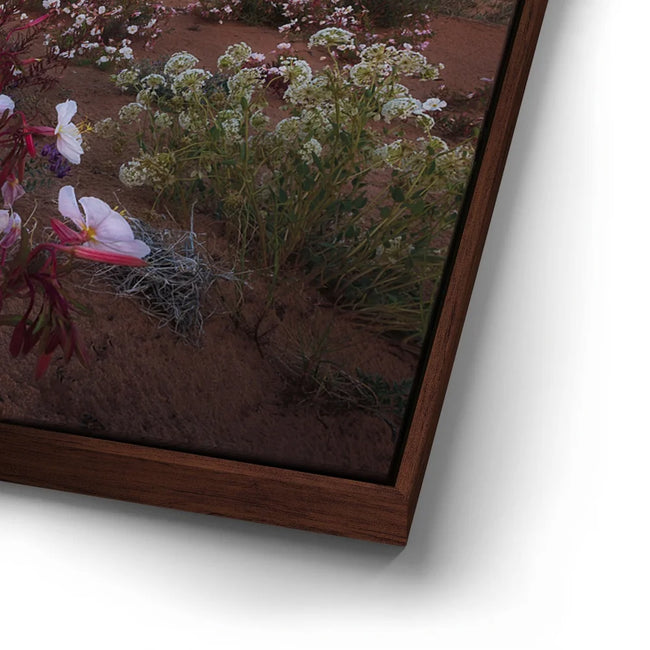 Featured image 14 for Desert Bloom - Goblin Valley State Park, Utah