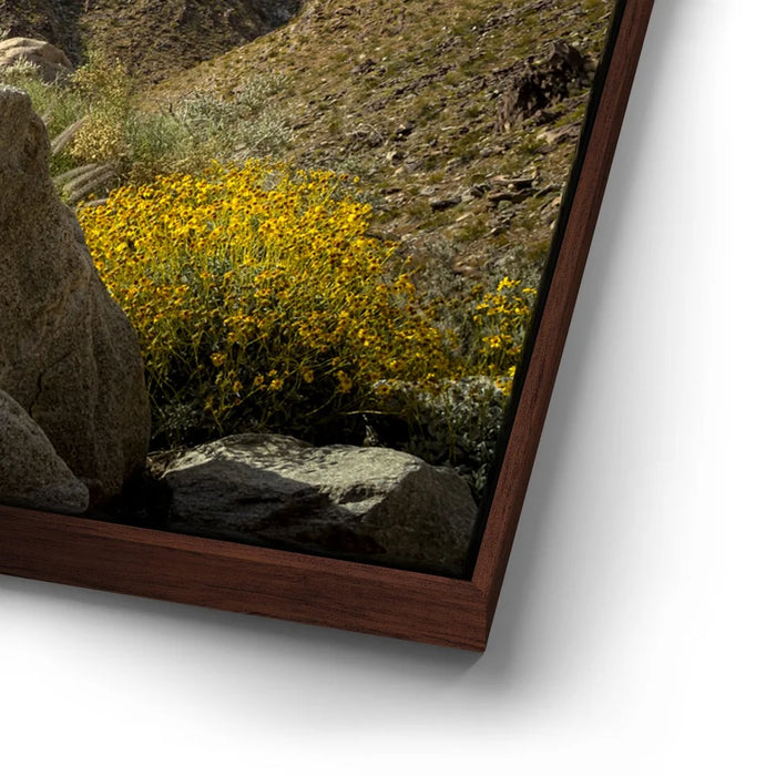 Featured image 15 for Desert Majesty