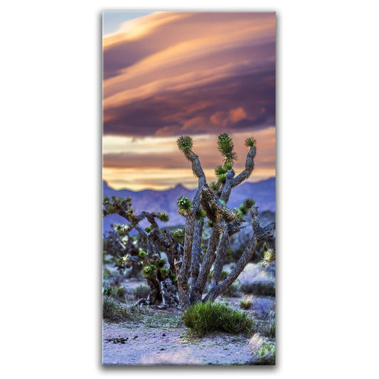 Desert Sunset Silhouettes