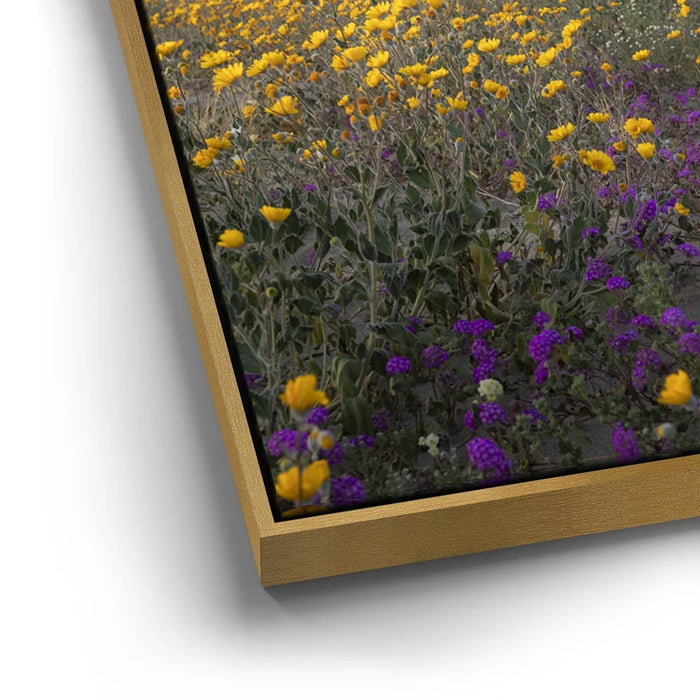 Featured image 13 for Desert Superbloom