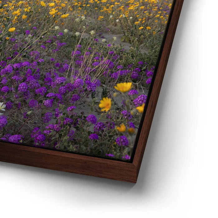Featured image 15 for Desert Superbloom