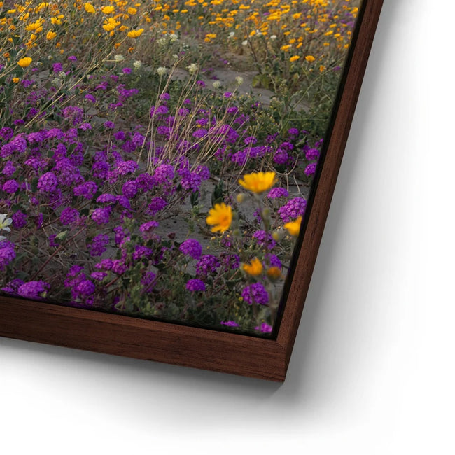 Featured image 14 for Desert Superbloom