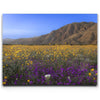 Featured image 1 for Desert Superbloom