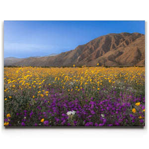 Desert Superbloom