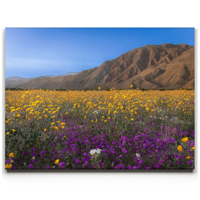 Featured image 1 for Desert Superbloom