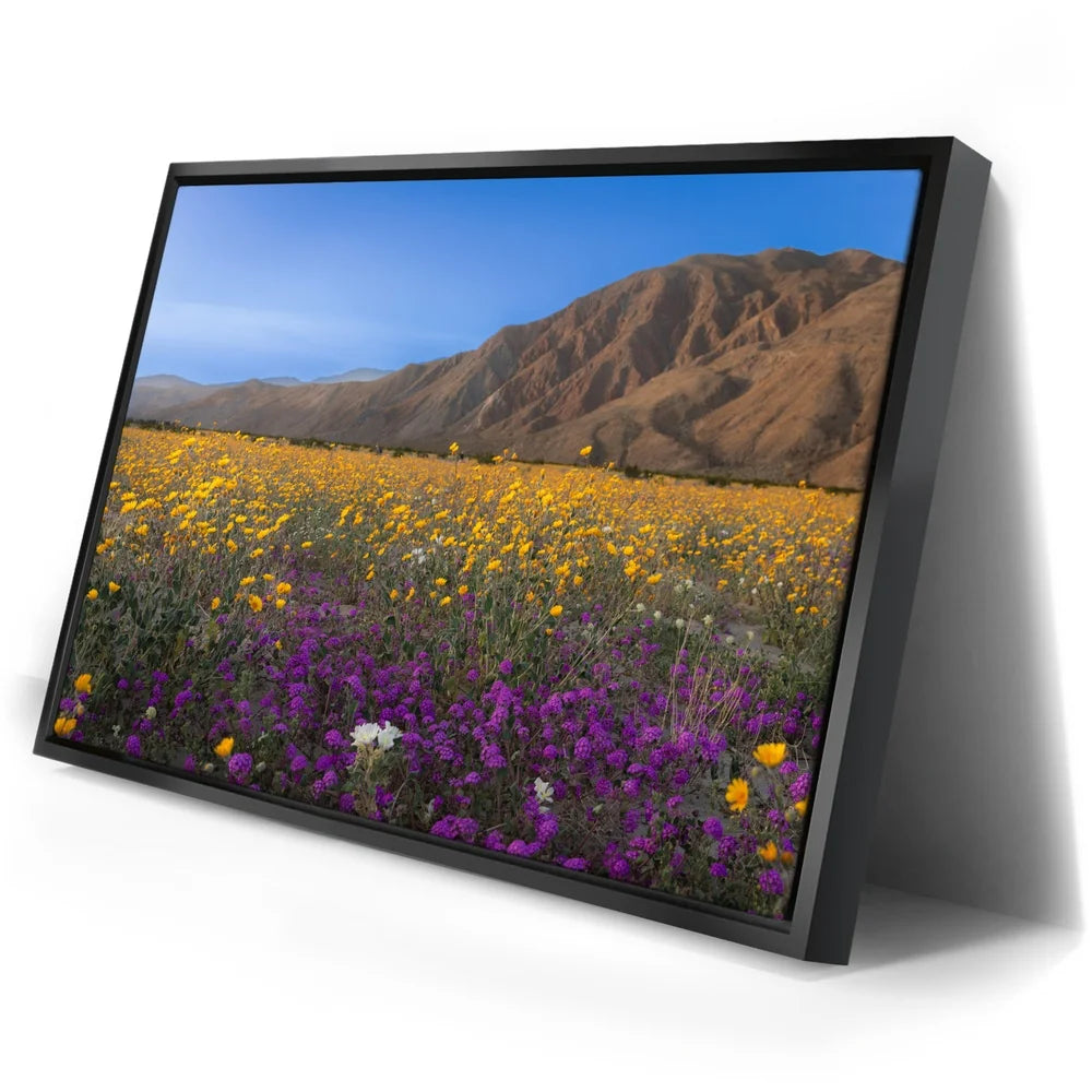 Featured image 2 for Desert Superbloom