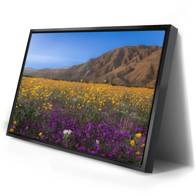 Featured image 2 for Desert Superbloom
