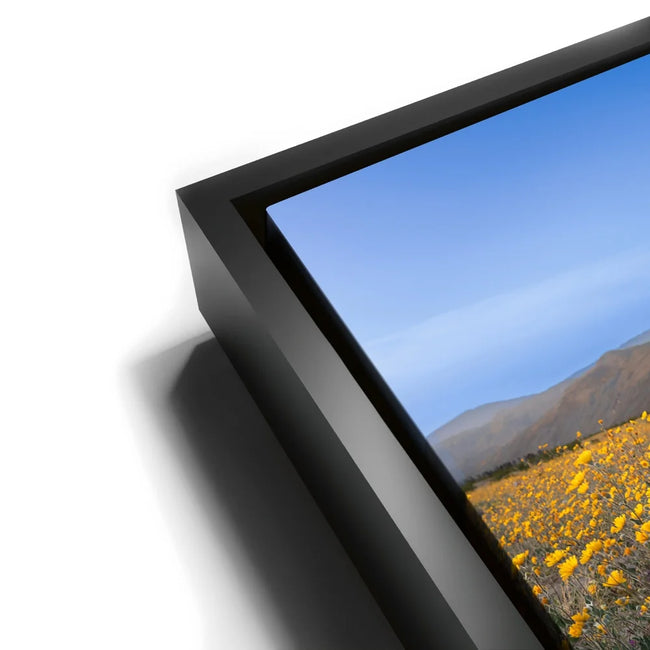 Featured image 11 for Desert Superbloom