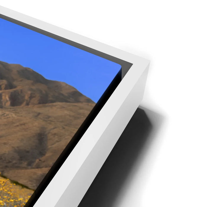 Featured image 14 for Desert Superbloom