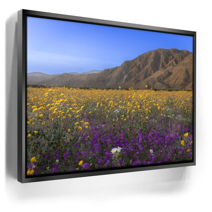 Featured image 6 for Desert Superbloom