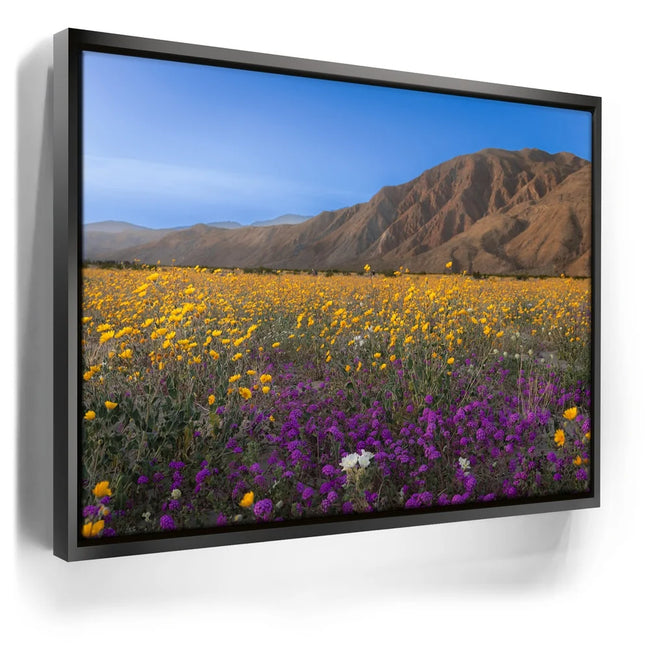 Featured image 5 for Desert Superbloom