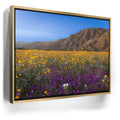 Featured image 7 for Desert Superbloom