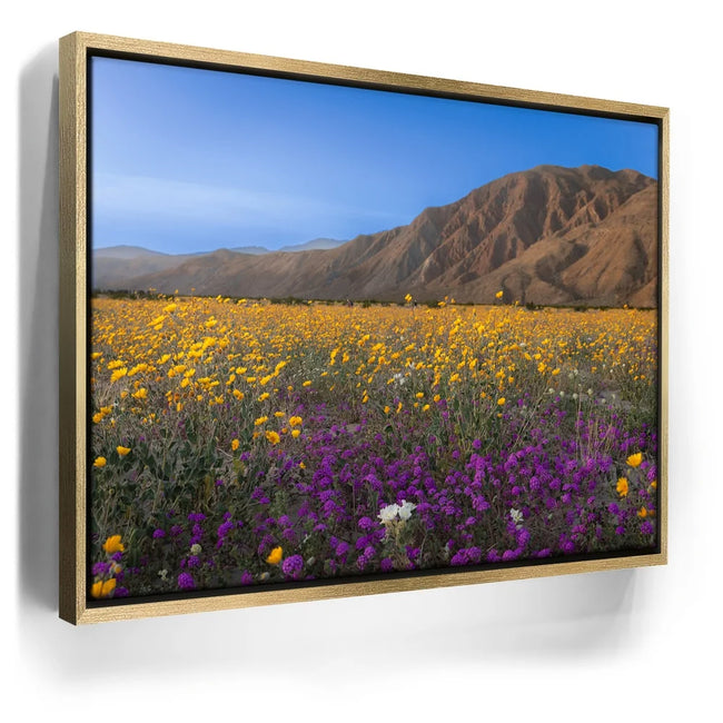 Featured image 7 for Desert Superbloom
