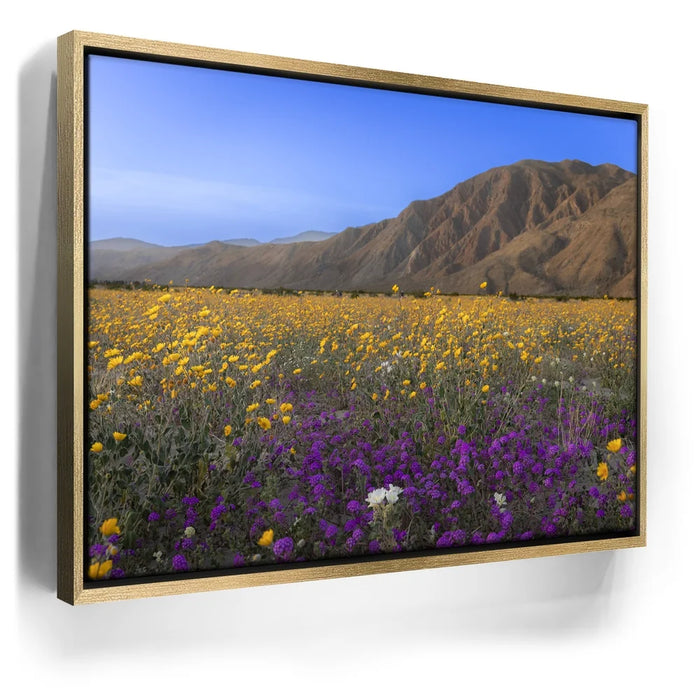 Featured image 8 for Desert Superbloom