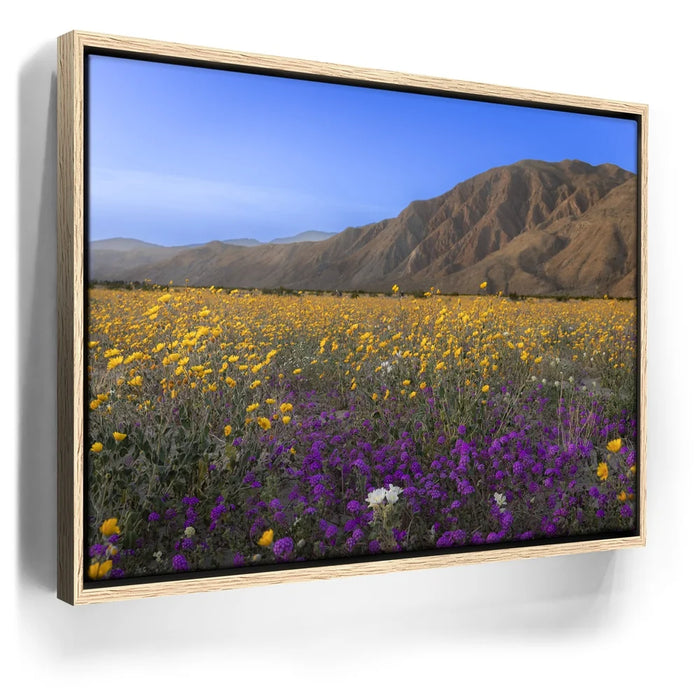 Featured image 10 for Desert Superbloom