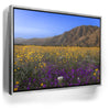 Featured image 9 for Desert Superbloom