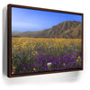 Featured image 11 for Desert Superbloom