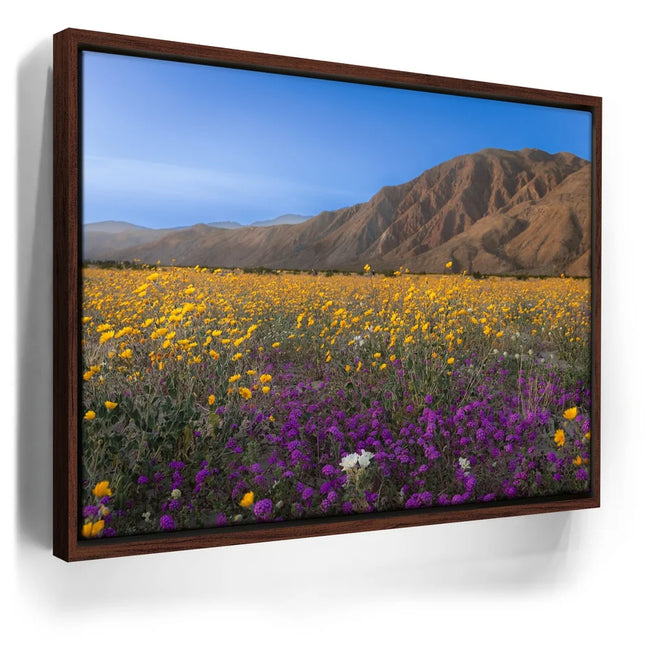 Featured image 10 for Desert Superbloom