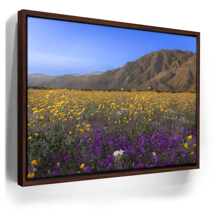 Featured image 11 for Desert Superbloom