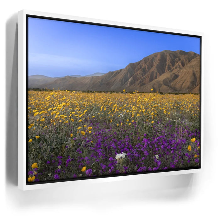 Featured image 7 for Desert Superbloom
