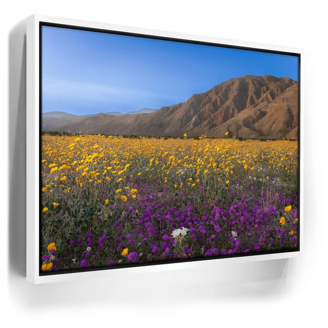 Featured image 6 for Desert Superbloom