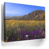 Thumbnail image 5 for Desert Superbloom