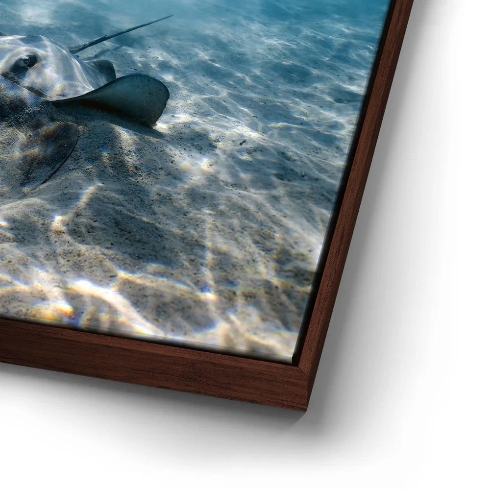 Featured image 14 for Double Stingray - Tahiti