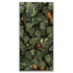 Earthy Greens - Maui, Hawaii