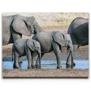 Elephants Of Tanzania