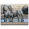 Featured image 1 for Elephants Of Tanzania