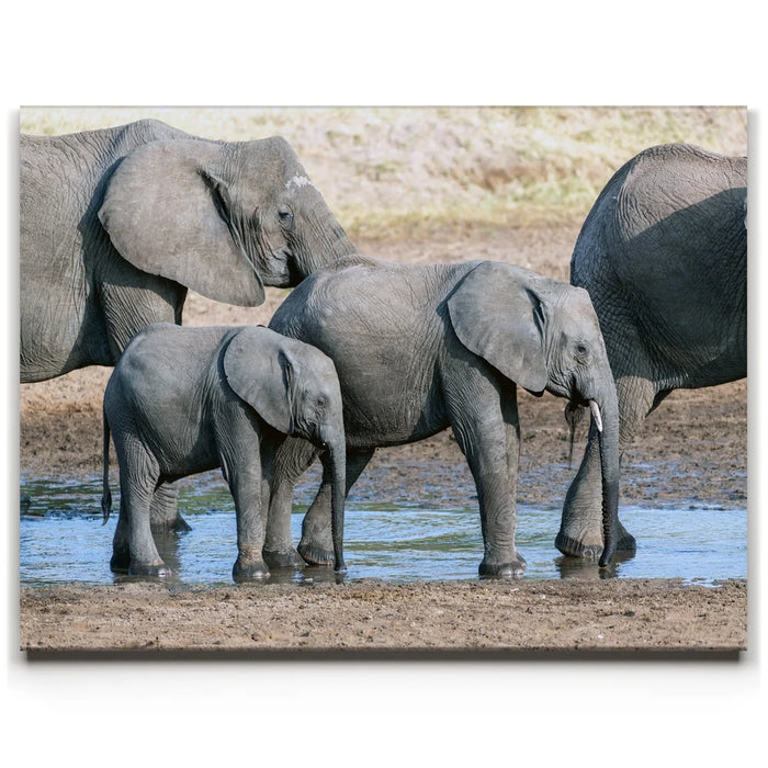Featured image 1 for Elephants Of Tanzania
