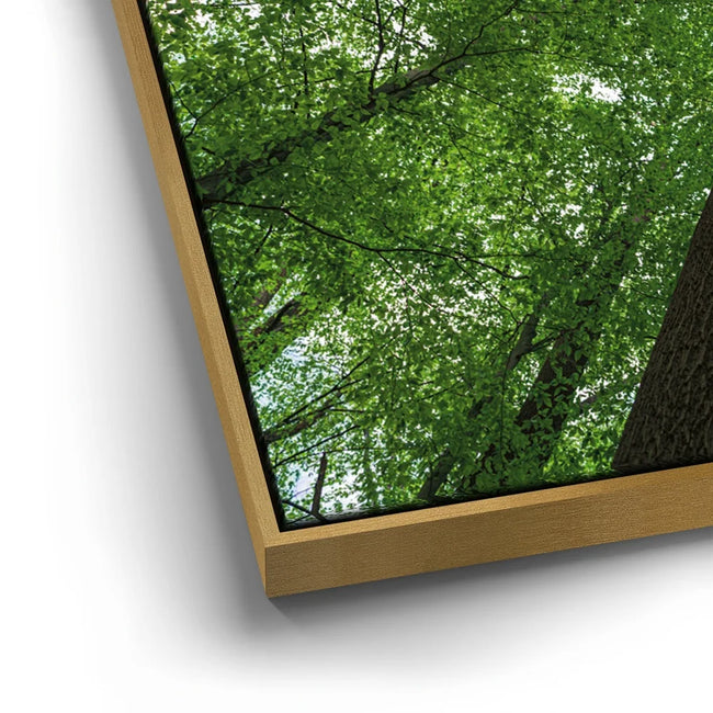 Featured image 12 for Emerald Forest Light