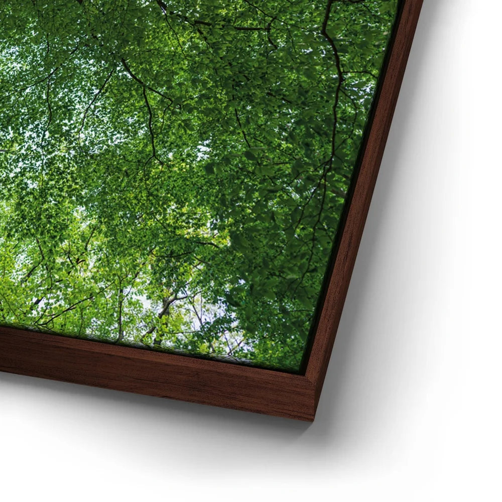 Featured image 14 for Emerald Forest Light