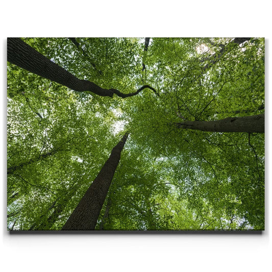 Emerald Forest Light
