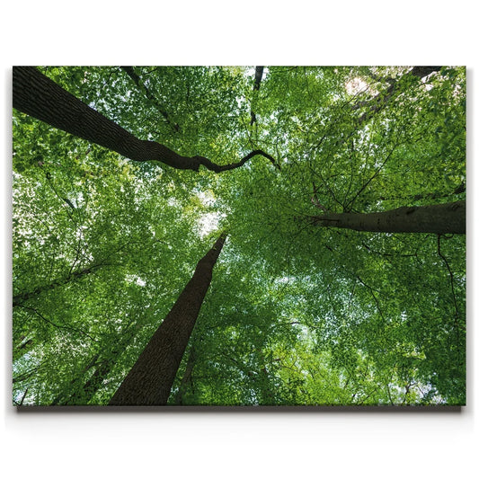 Emerald Forest Light Posters, Prints, & Visual Artwork TheGoatWallArt LANDSCAPE 24x18 0.75" STANDARD