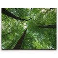 Featured image 1 for Emerald Forest Light