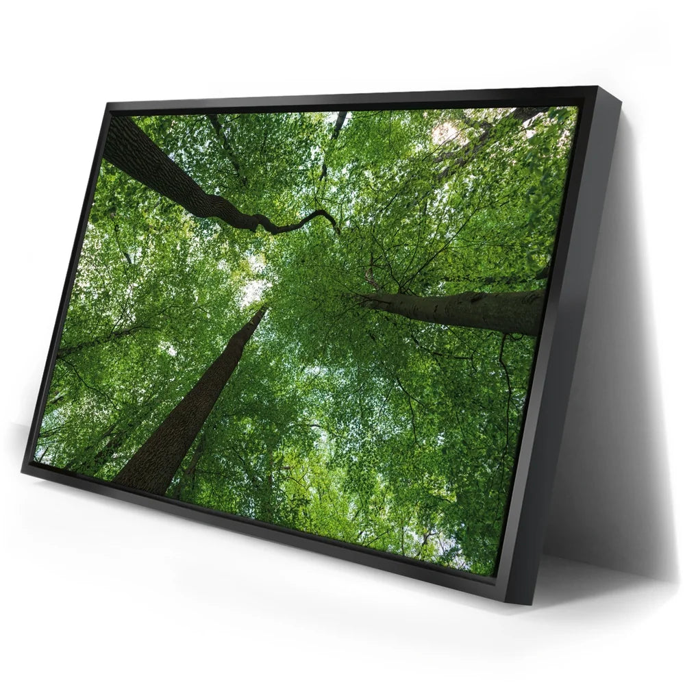 Featured image 2 for Emerald Forest Light