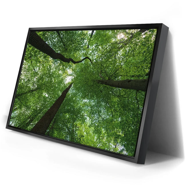 Featured image 2 for Emerald Forest Light